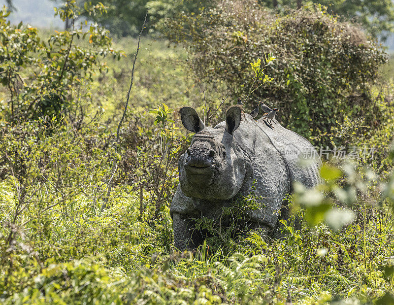 印度犀牛，独角兽，美纳斯银行，银杏红。NP Kaziranga，印度